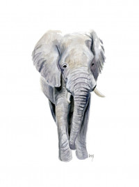 New Elephant Illustration